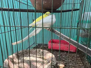 বাচ্চা সহ রানিং বাজ্রিগার পাখি