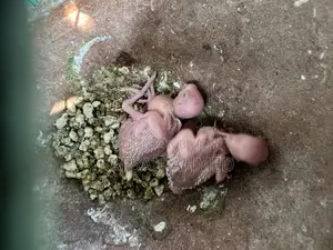 বাচ্চা সহ রানিং বাজ্রিগার পাখি