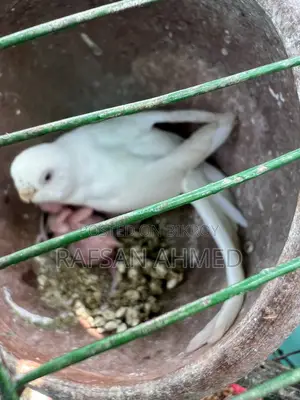বাচ্চা সহ রানিং বাজ্রিগার পাখি