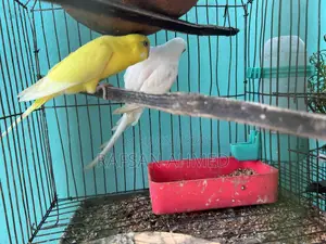 বাচ্চা সহ রানিং বাজ্রিগার পাখি