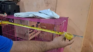 কাঠের প্রজনন বাসা সহ পাখির খাঁচা