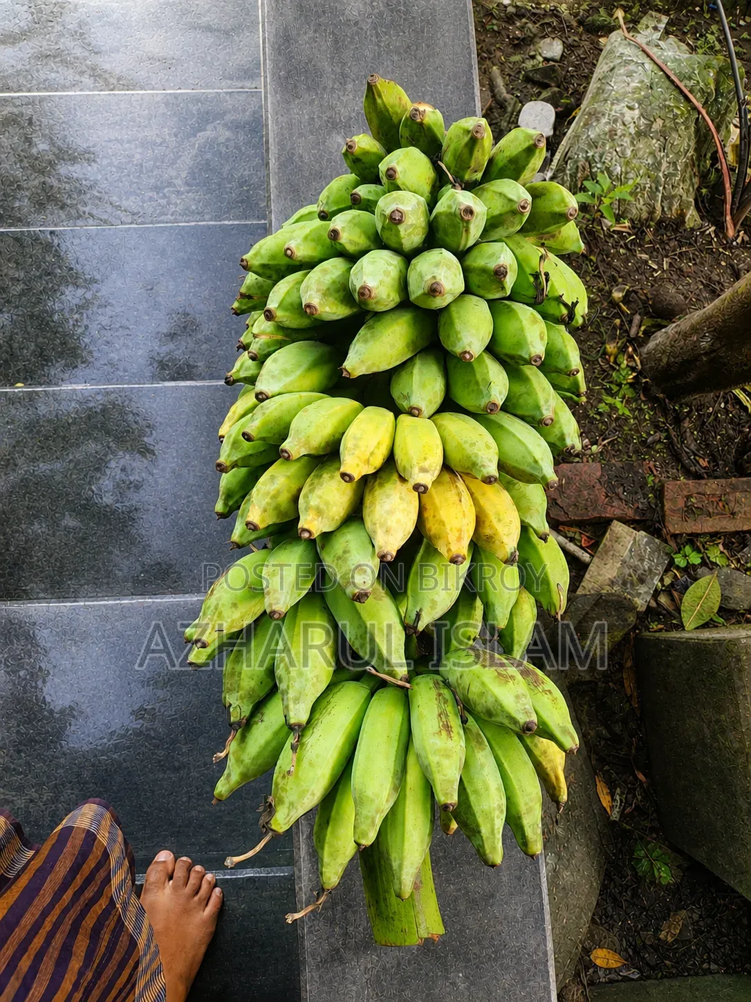 গেরা সুন্দরী কলা ( ময়মনসিংহের আঞ্চলিক নাম)