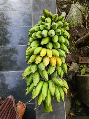 গেরা সুন্দরী কলা ( ময়মনসিংহের আঞ্চলিক নাম)