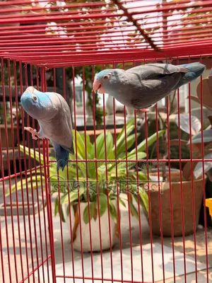 ফরপাস রানিং জোড়া
