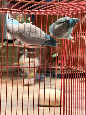 ফরপাস রানিং জোড়া
