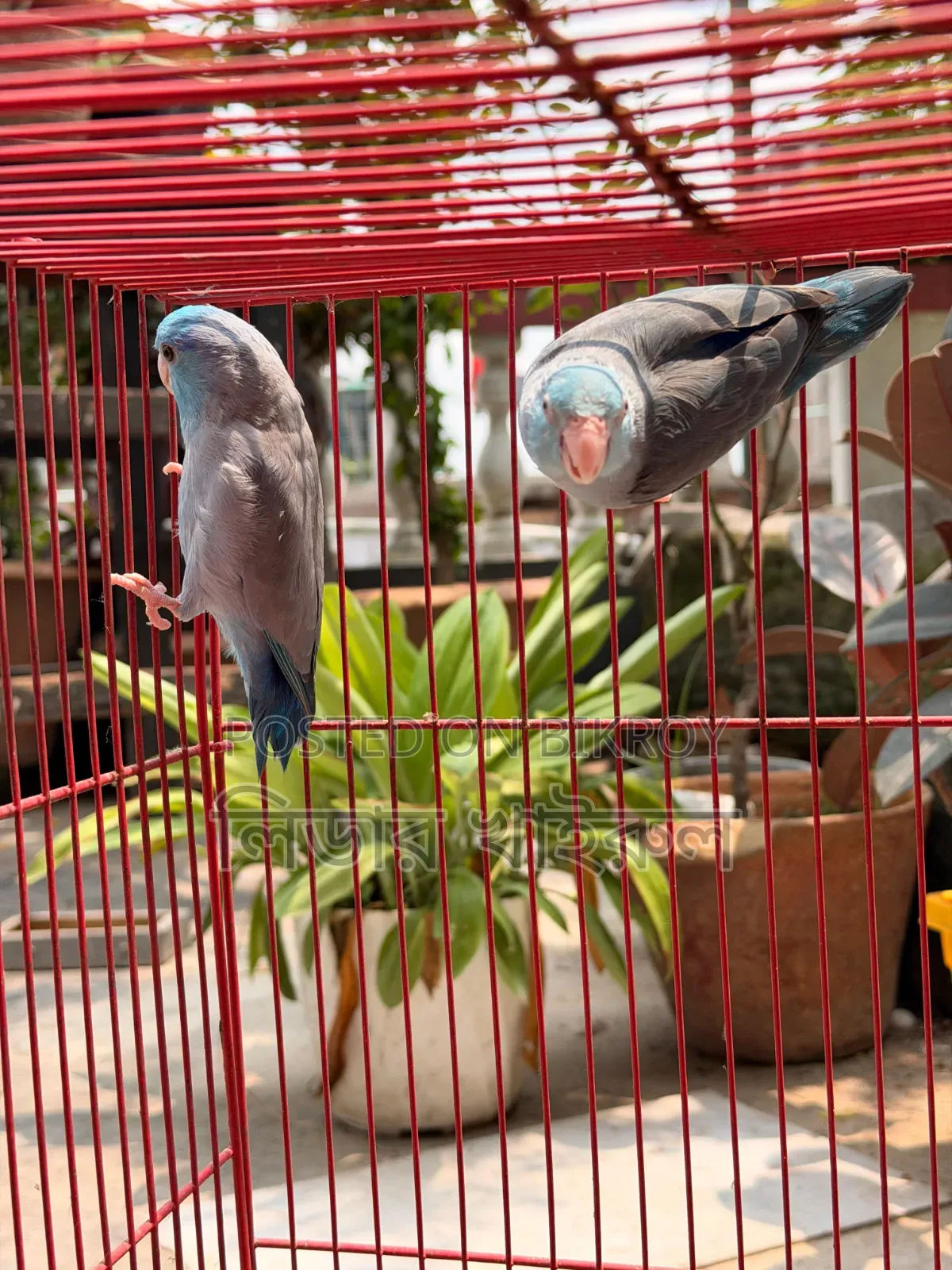 ফরপাস রানিং জোড়া