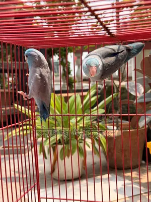 ফরপাস রানিং জোড়া