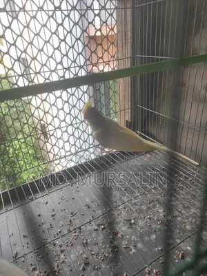 রহাত্তার পুল