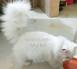 1+ year Male Purebred Persian