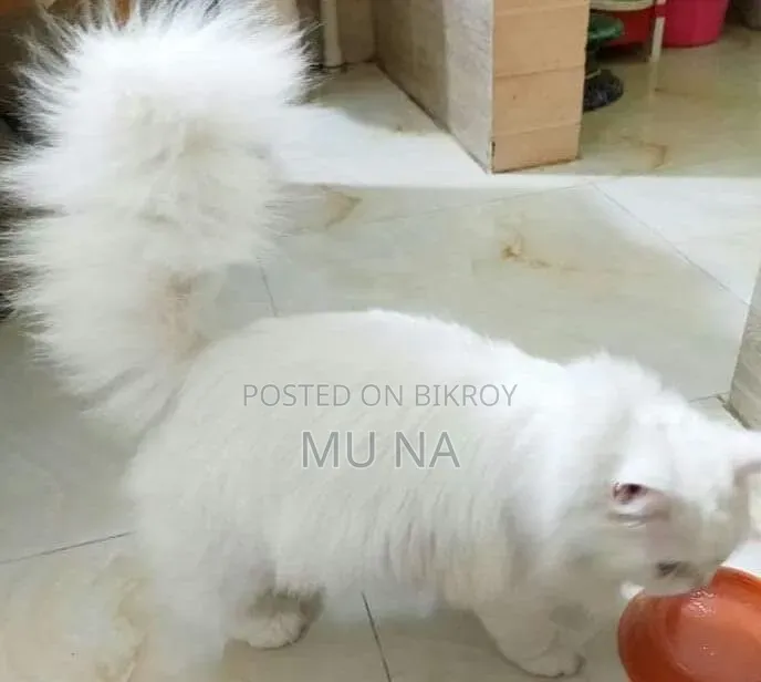 1+ year Male Purebred Persian
