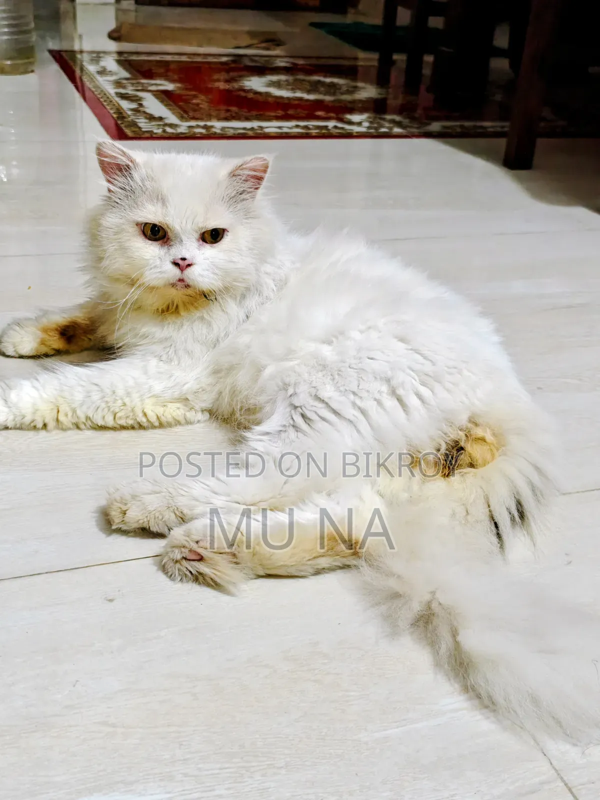 1+ year Male Purebred Persian