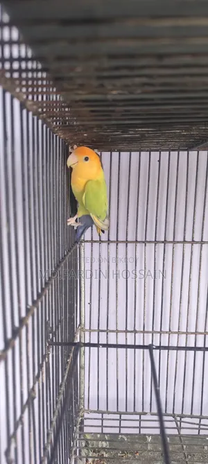 Lotino Opaline Love Bird