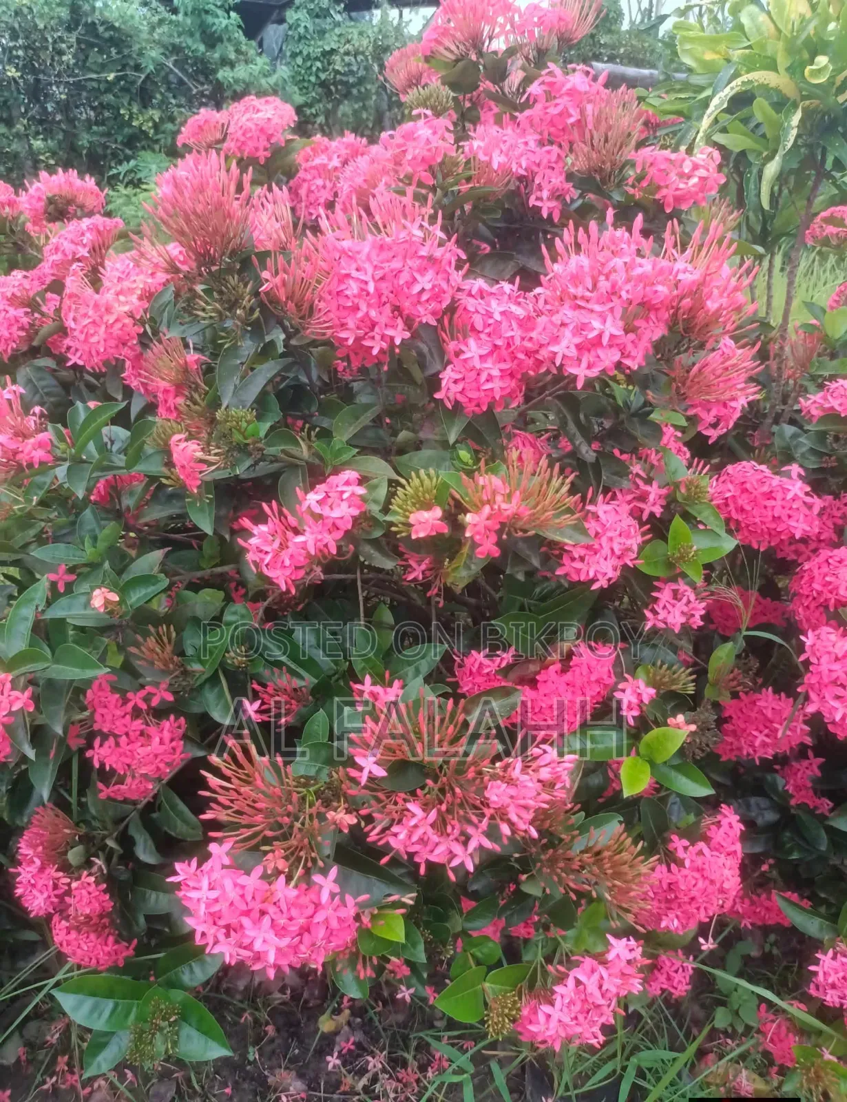 রঙ্গন ফুলের চারা