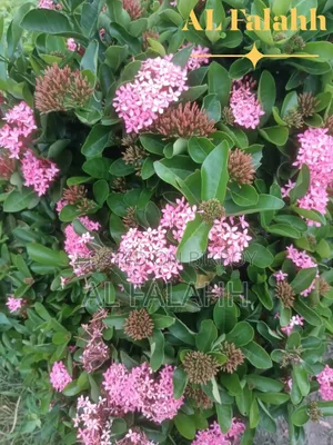 রঙ্গন ফুলের চারা