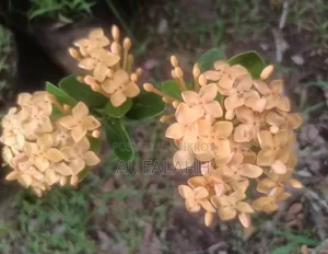 রঙ্গন ফুলের চারা