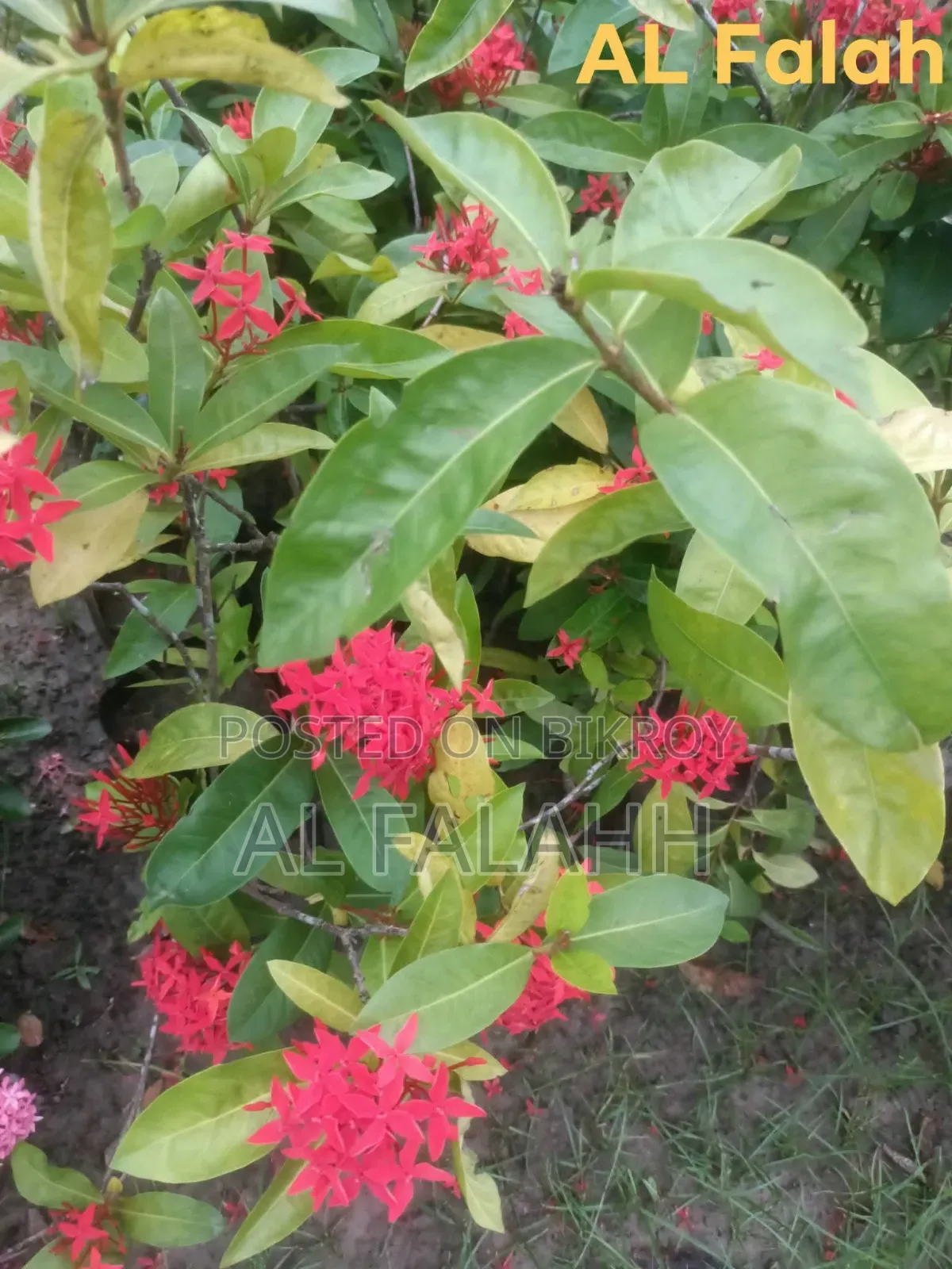 রঙ্গন ফুলের চারা