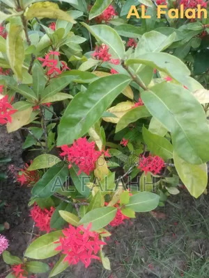 রঙ্গন ফুলের চারা