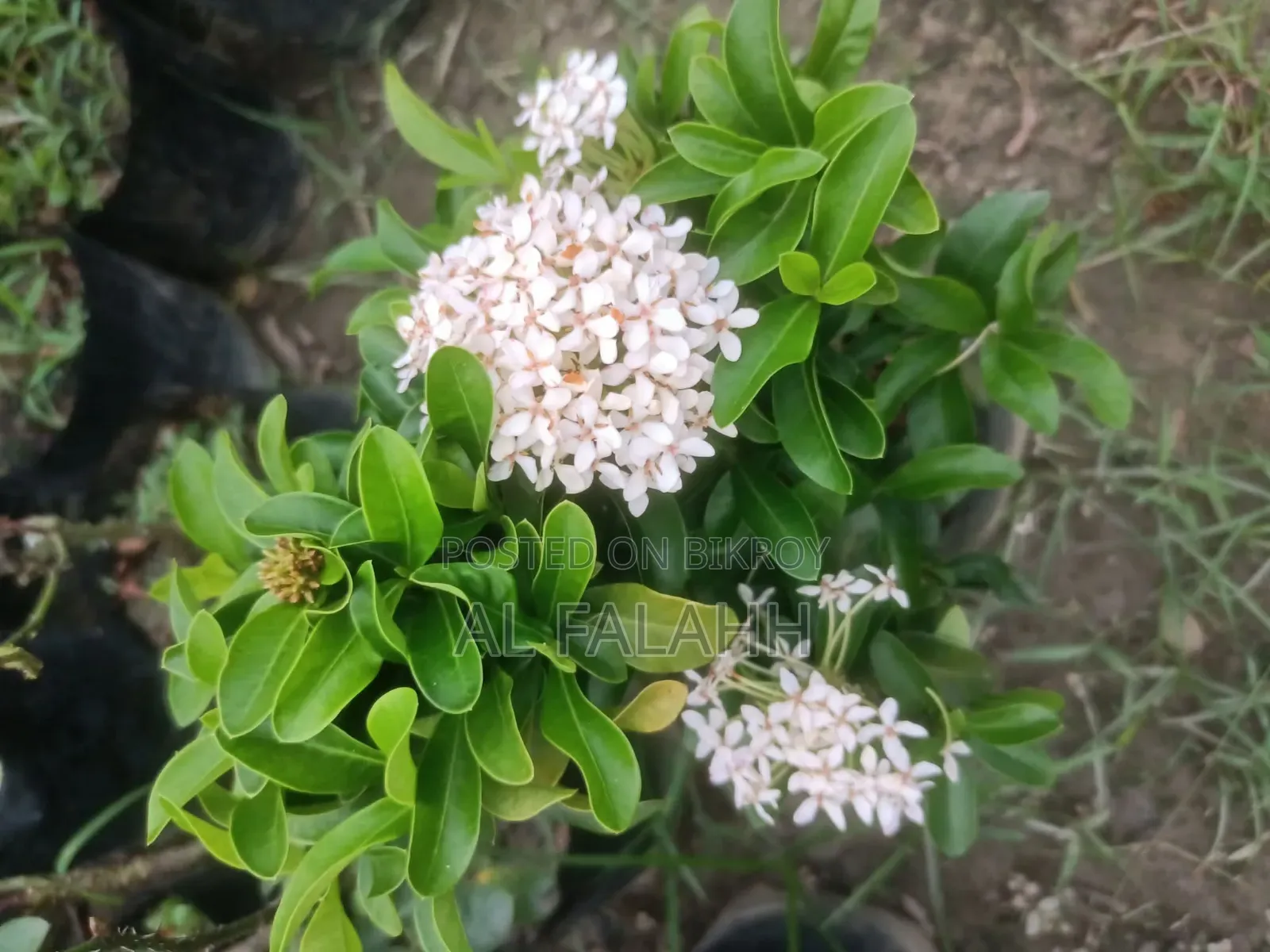 রঙ্গন ফুলের চারা