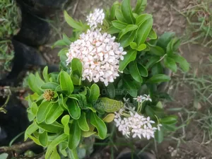রঙ্গন ফুলের চারা