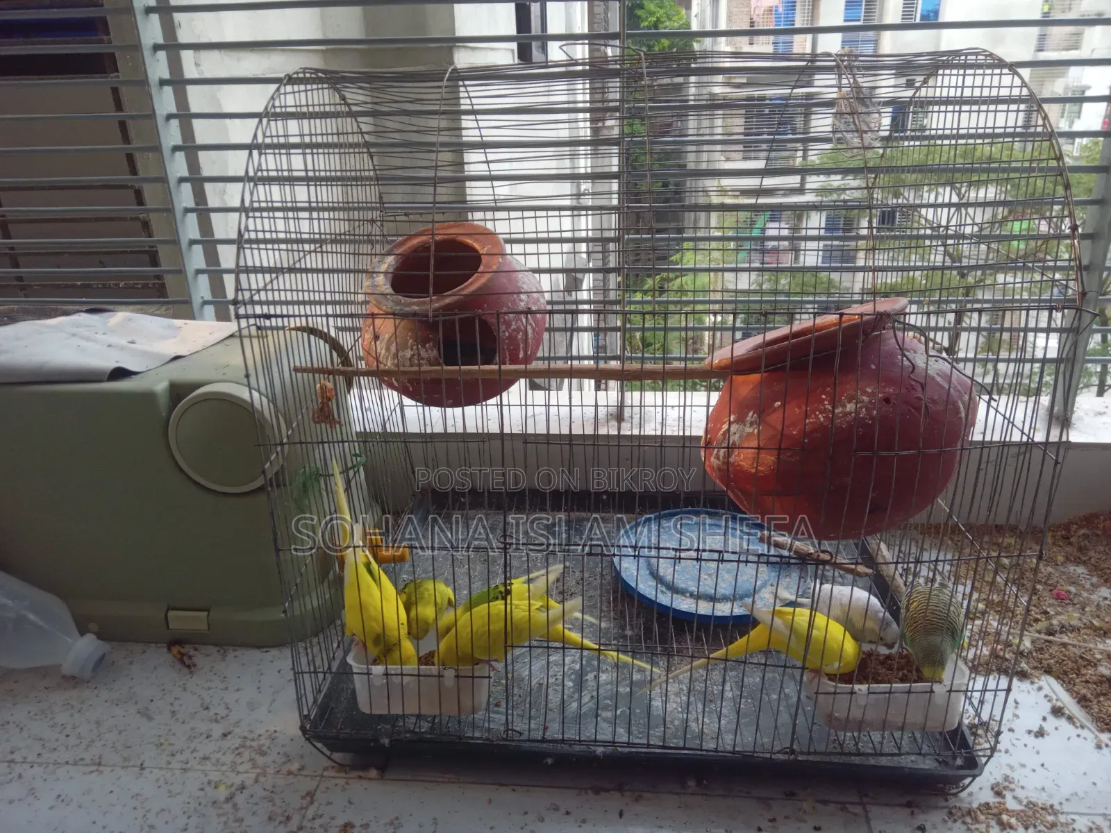 Budgerigar Birds for Sale