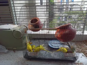 Budgerigar Birds for Sale