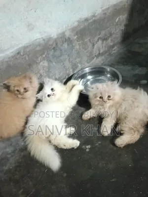 1-3 months Female Mixed Breed Persian