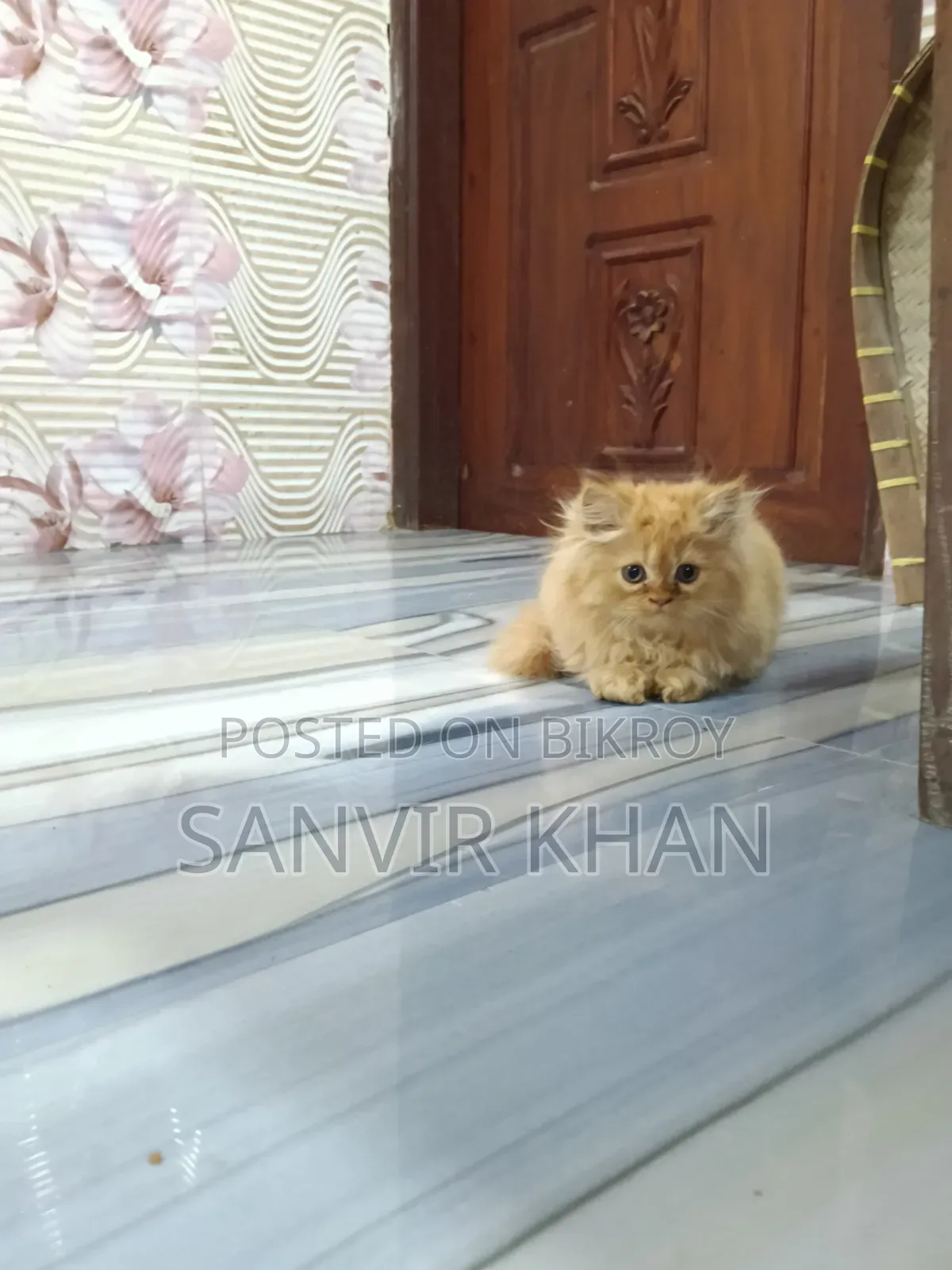 1-3 months Female Mixed Breed Persian