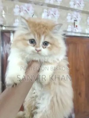 1-3 months Female Mixed Breed Persian