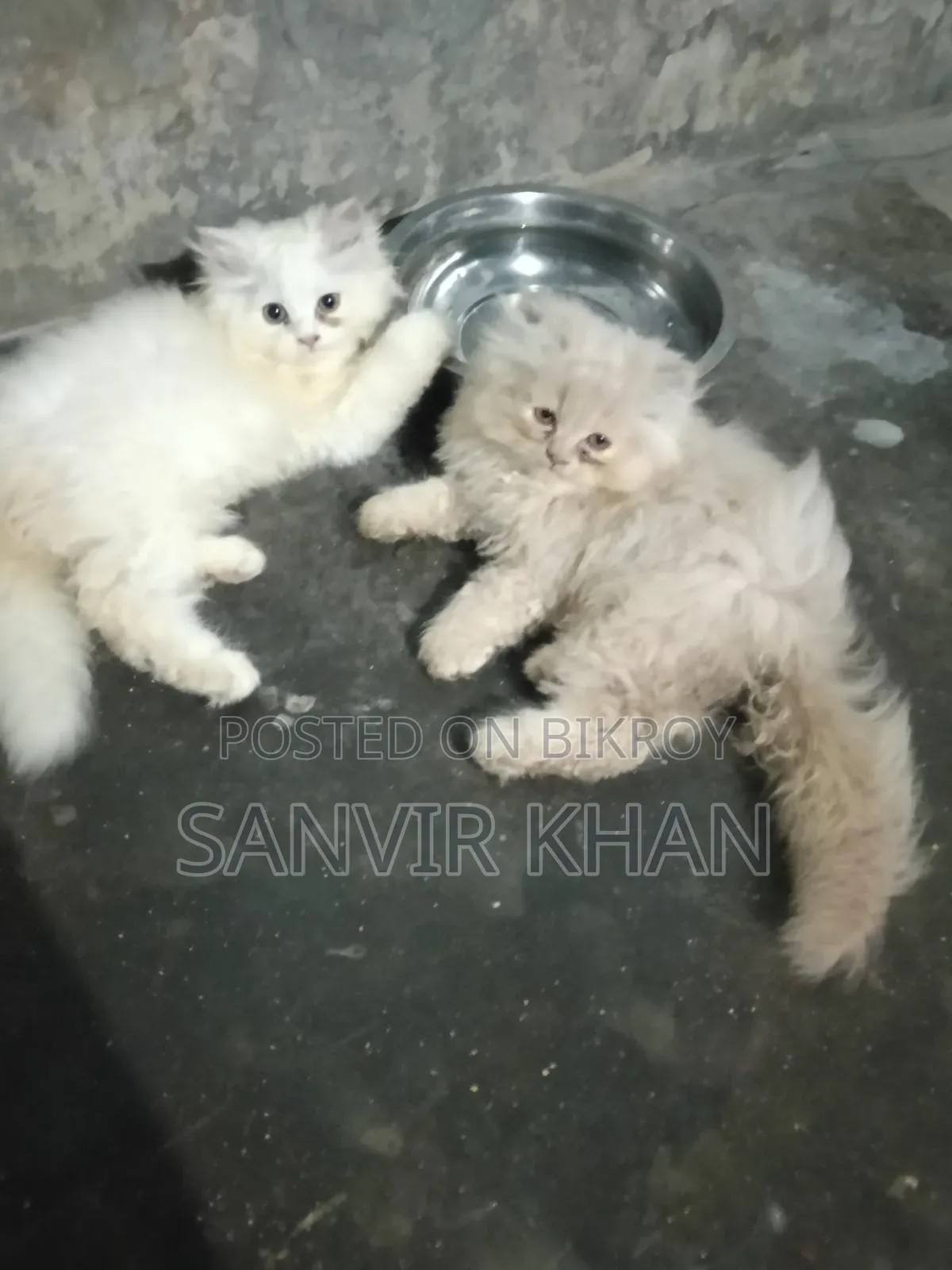 1-3 months Female Mixed Breed Persian