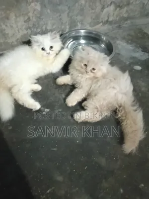 1-3 months Female Mixed Breed Persian