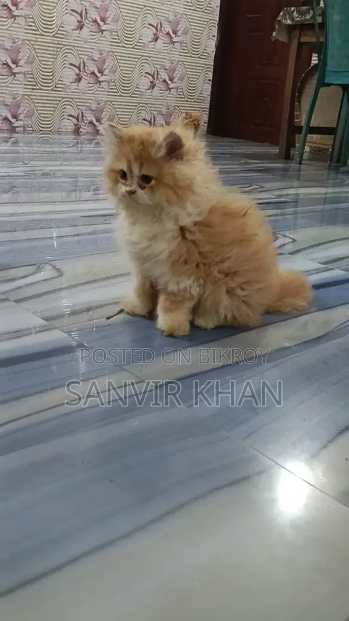 1-3 months Female Mixed Breed Persian