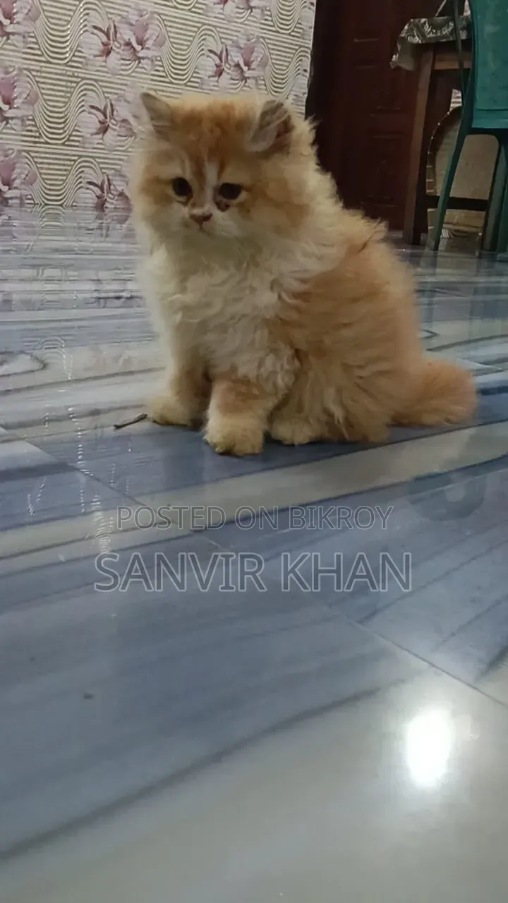 1-3 months Female Mixed Breed Persian