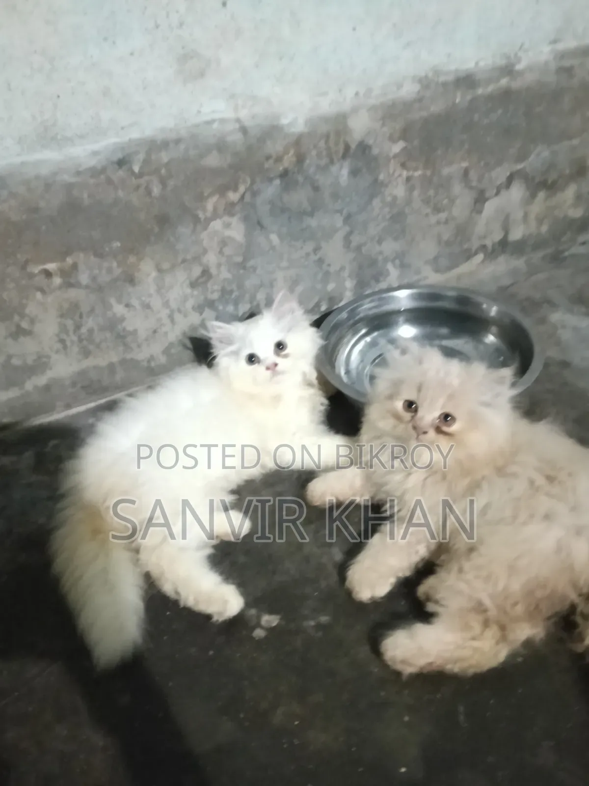 1-3 months Female Mixed Breed Persian