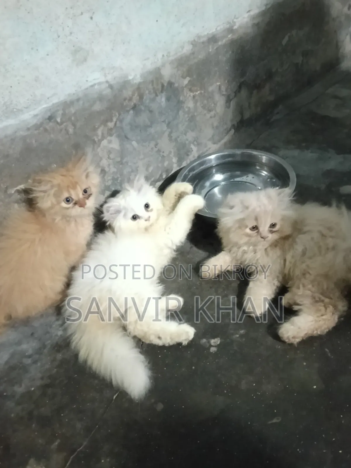 1-3 months Female Mixed Breed Persian
