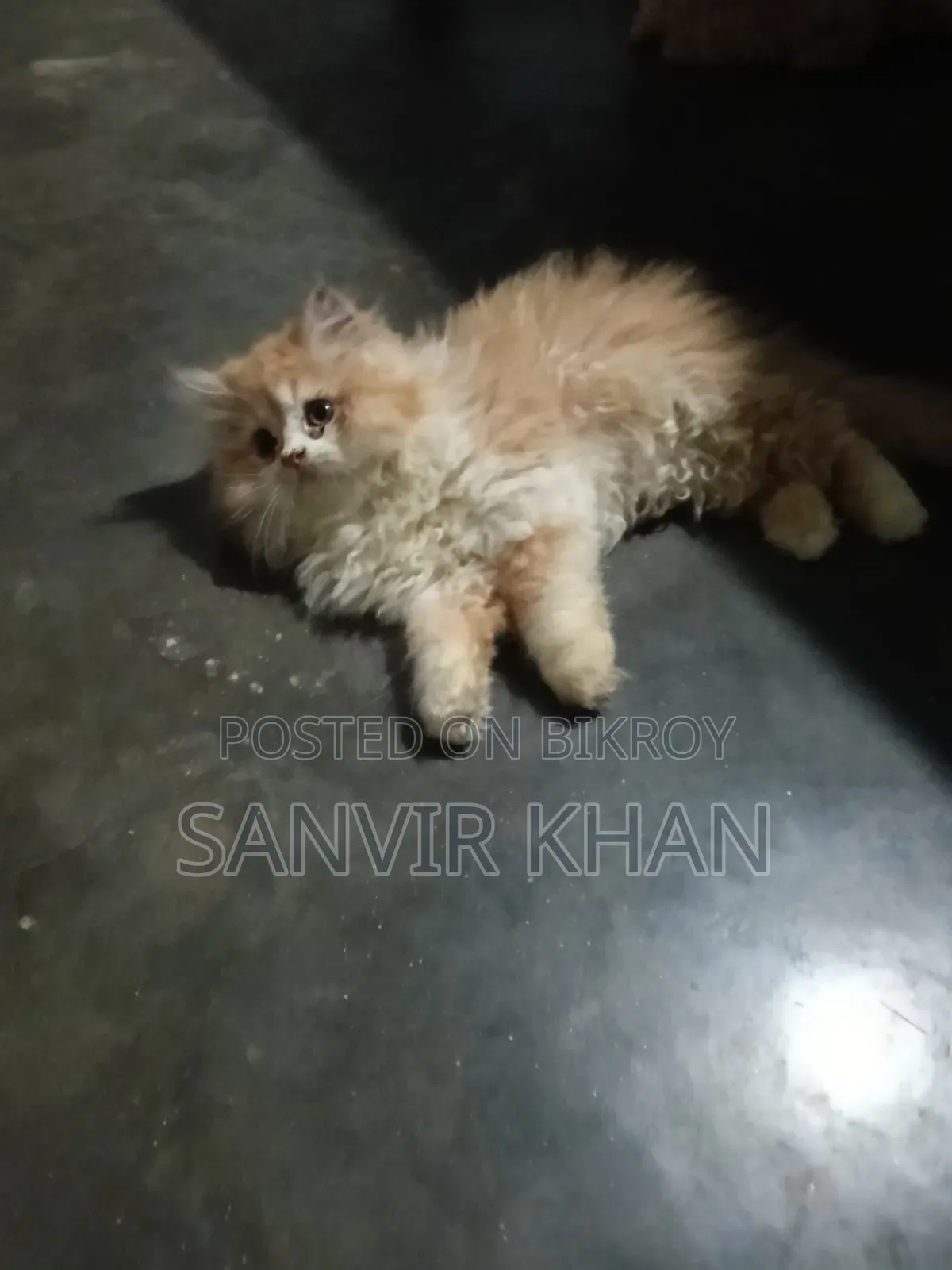 1-3 months Female Mixed Breed Persian