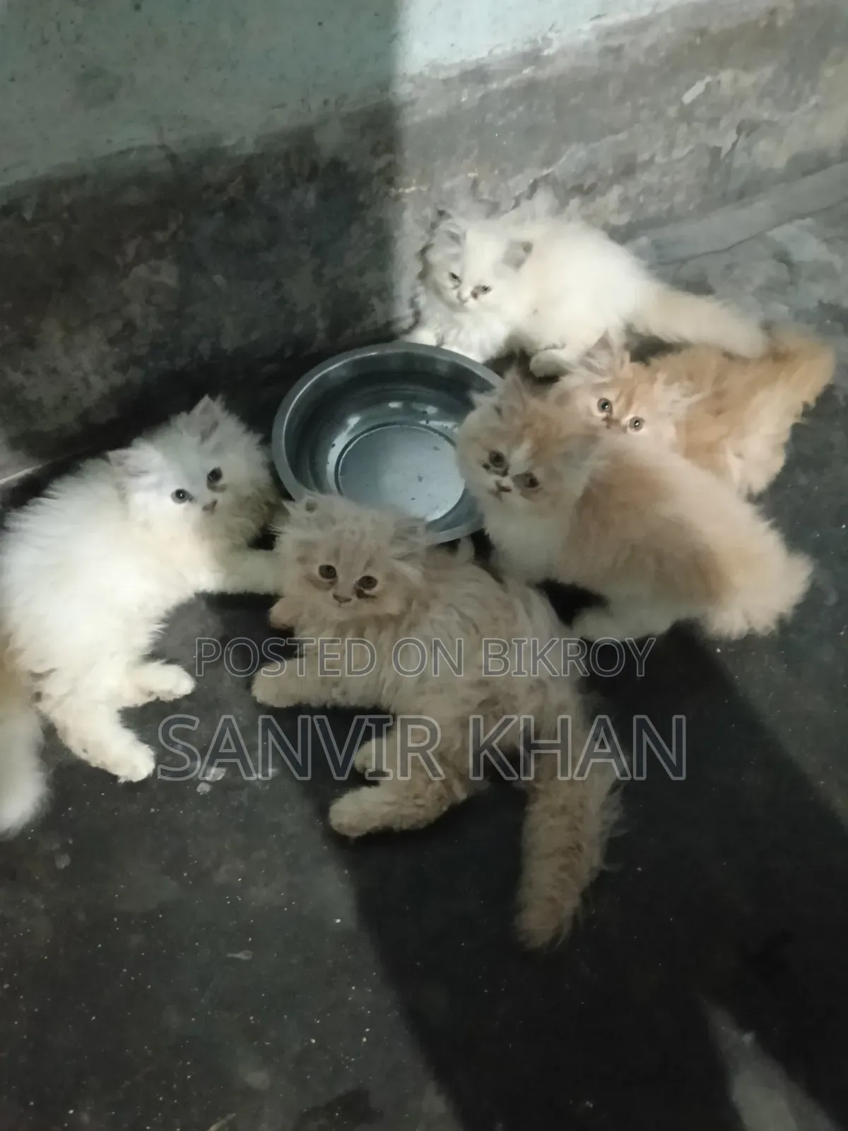 1-3 months Female Mixed Breed Persian