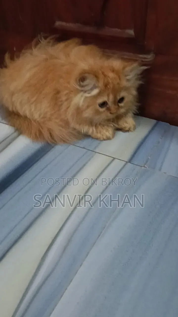 1-3 months Female Mixed Breed Persian
