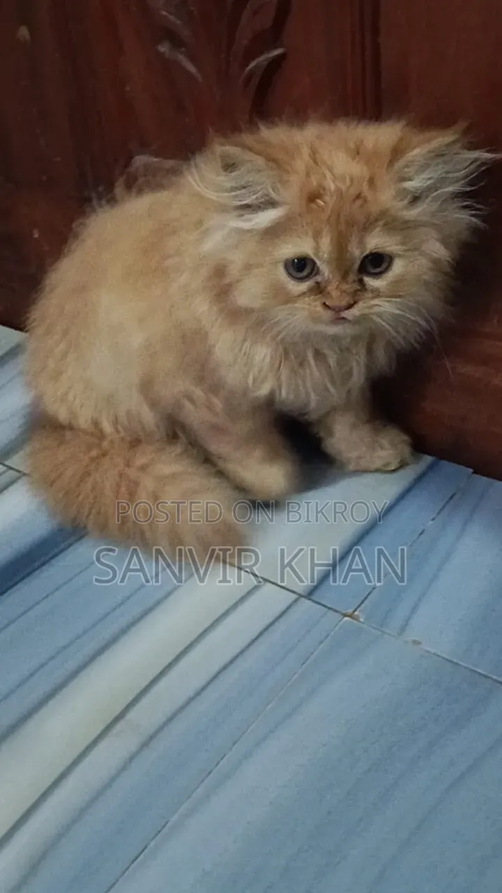 1-3 months Female Mixed Breed Persian