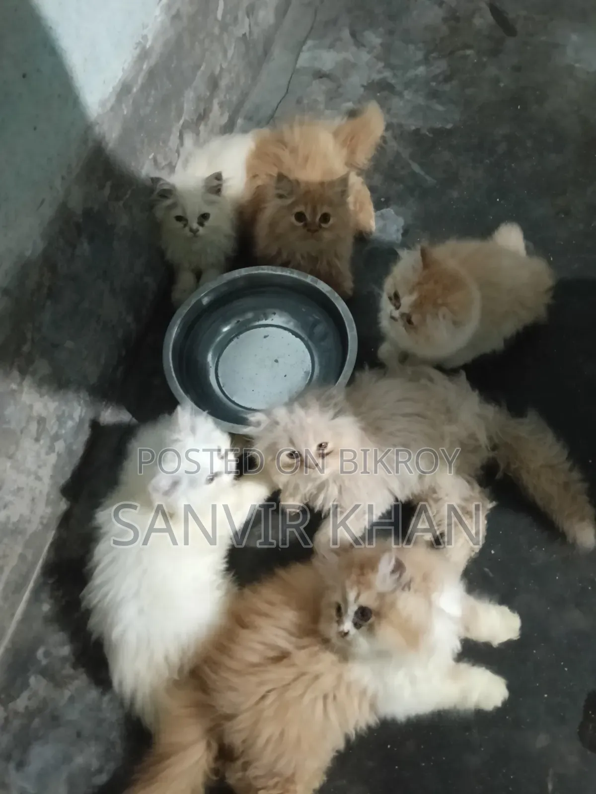 1-3 months Female Mixed Breed Persian