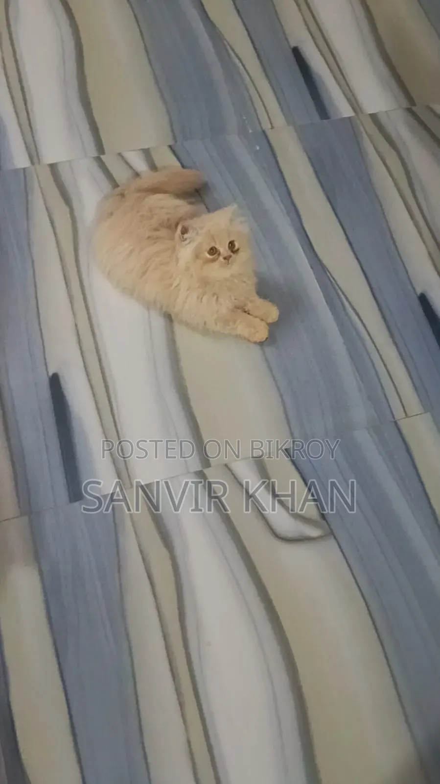 1-3 months Female Mixed Breed Persian