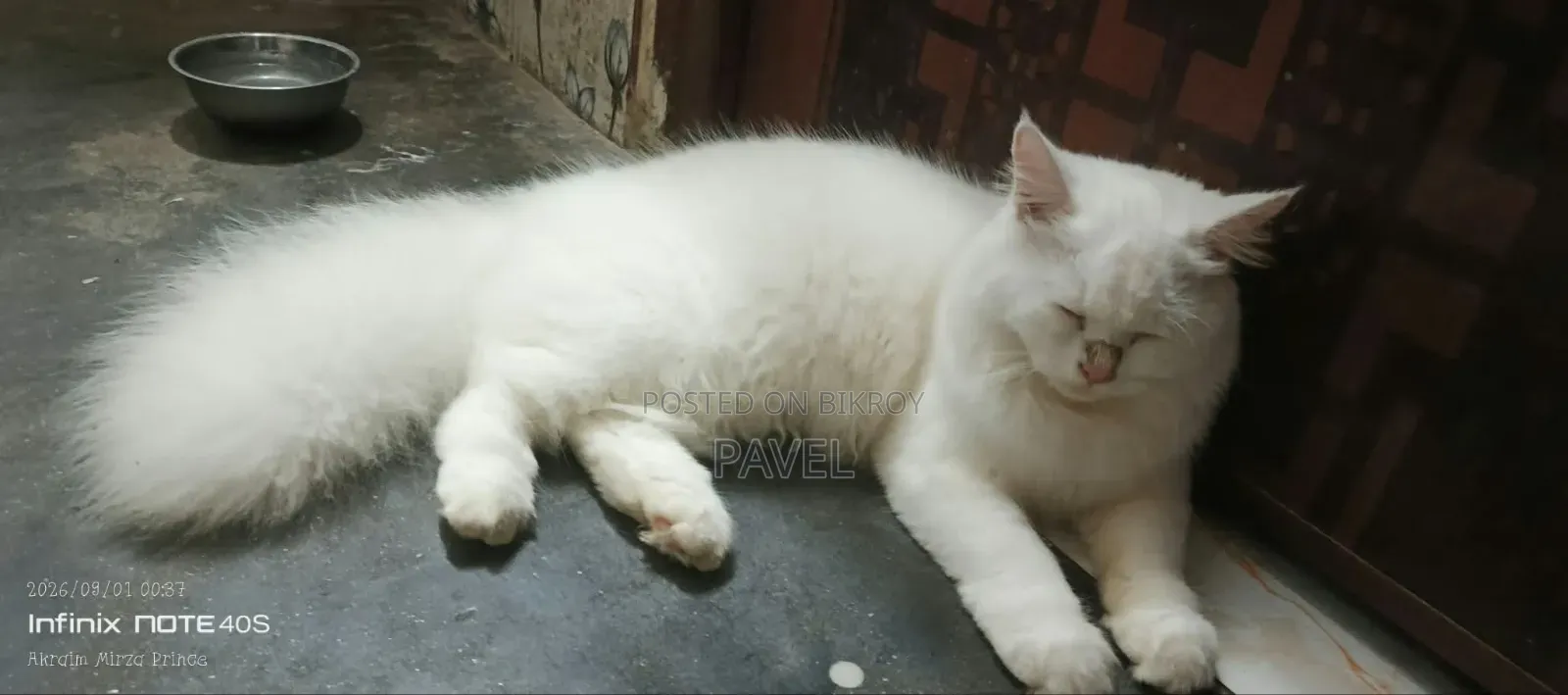 ৩-৬ মাসের মেয়ে খাঁটি পার্সিয়ান