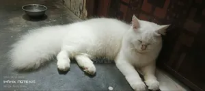 ৩-৬ মাসের মেয়ে খাঁটি পার্সিয়ান