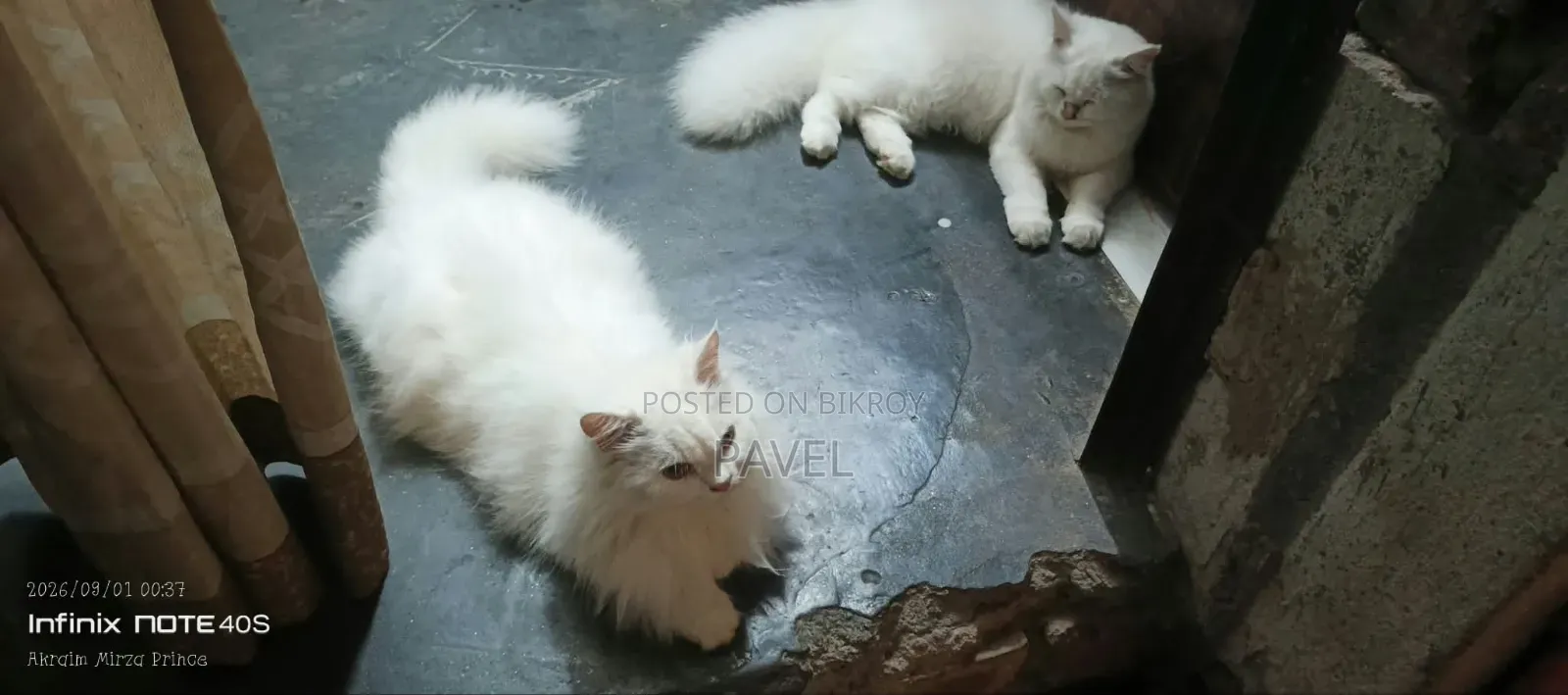 ৩-৬ মাসের মেয়ে খাঁটি পার্সিয়ান