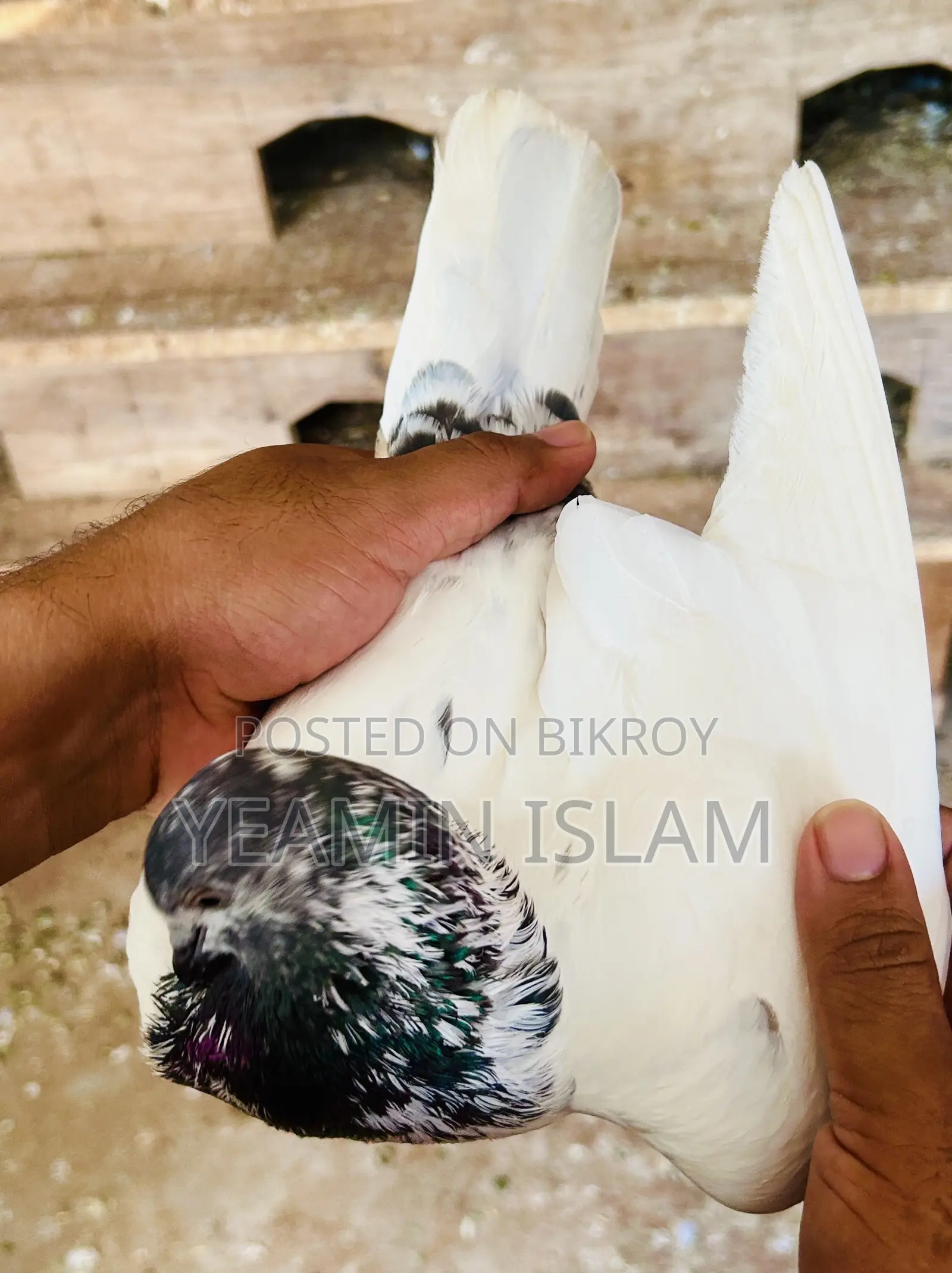 টেডি রানিং নর কবুতর