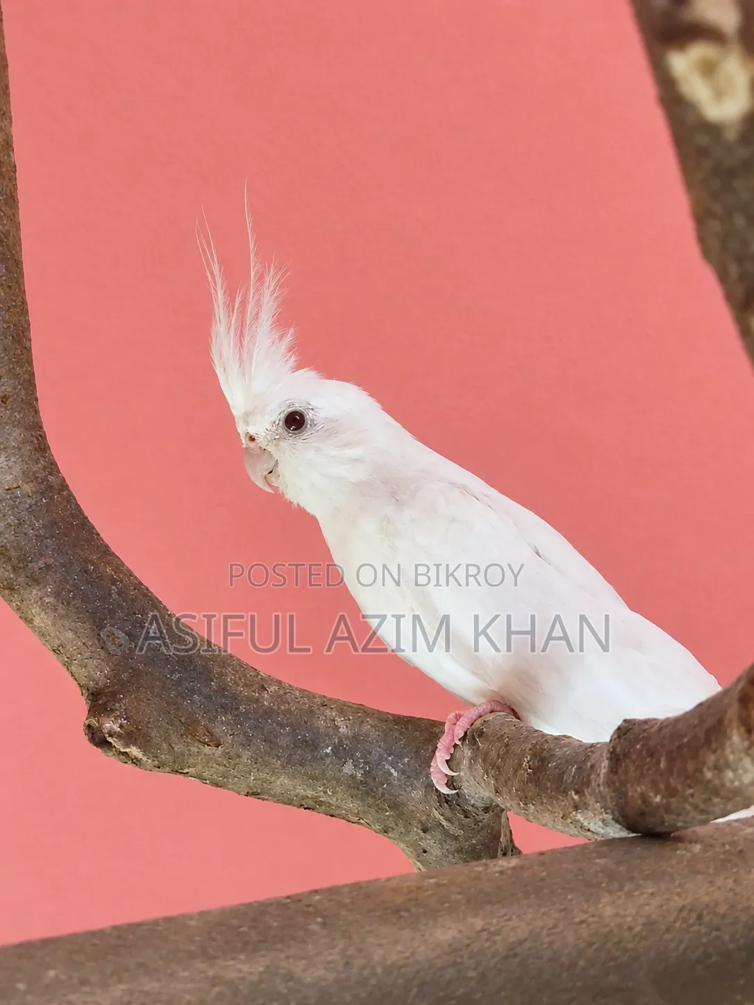 ককাটেল (অ্যালবিনো)