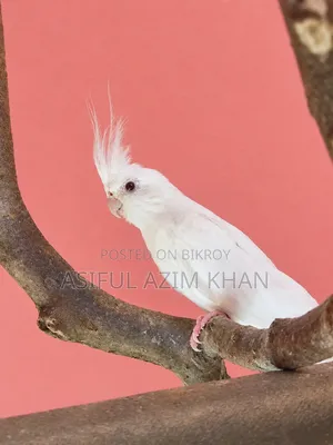 ককাটেল (অ্যালবিনো)