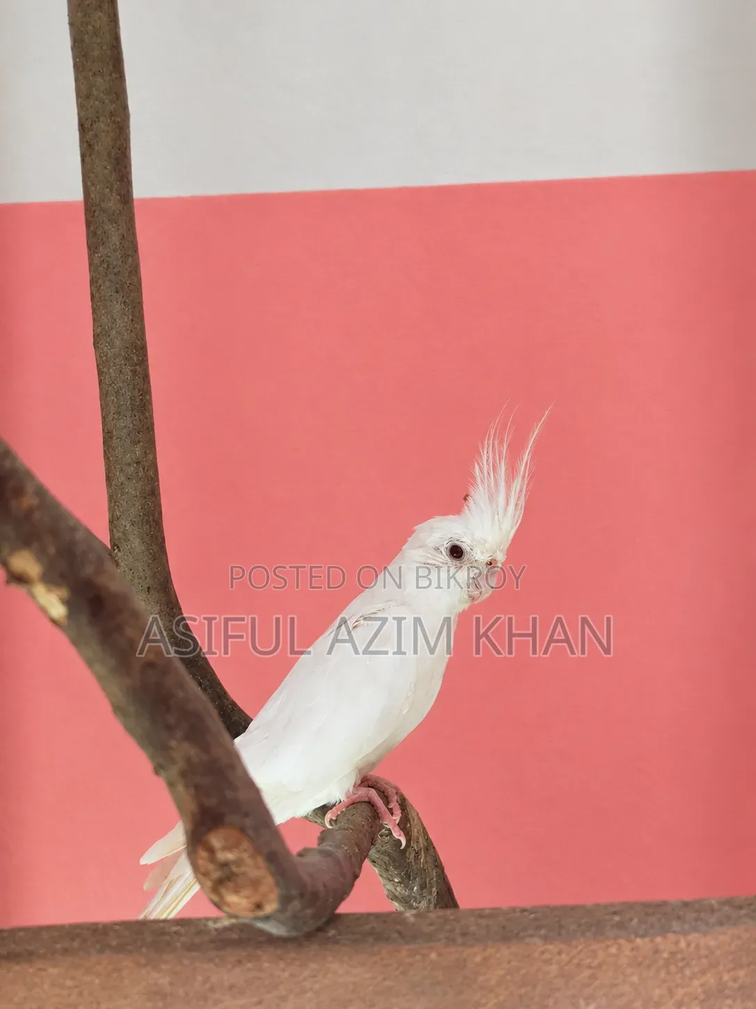 ককাটেল (অ্যালবিনো)