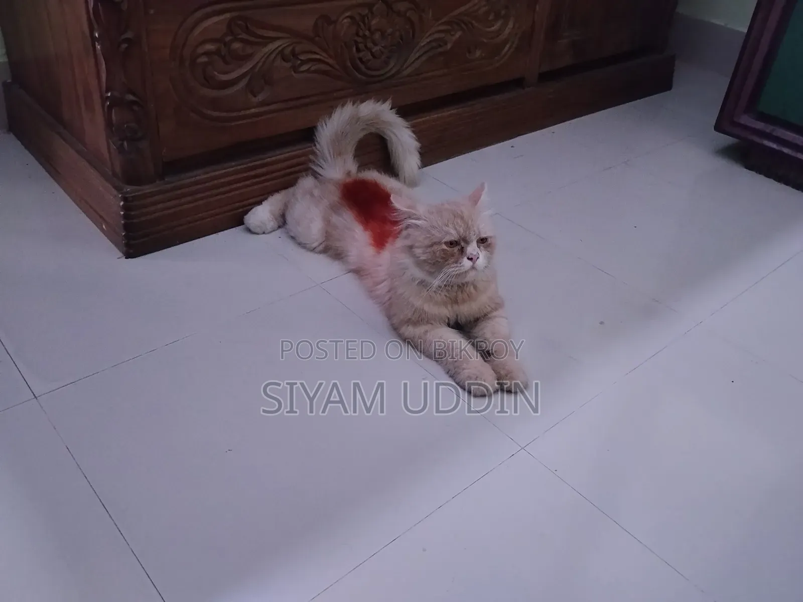 1+ year Male Mixed Breed Cat