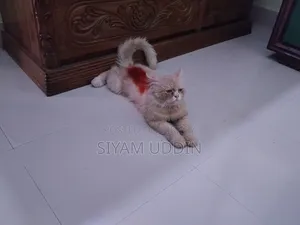 1+ year Male Mixed Breed Cat