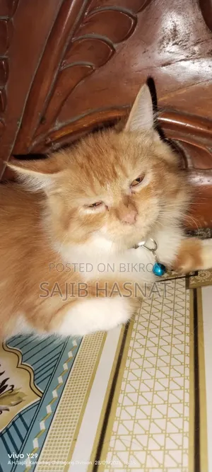৩-৬ মাসের পুরুষ খাঁটি পার্সিয়ান বিড়াল